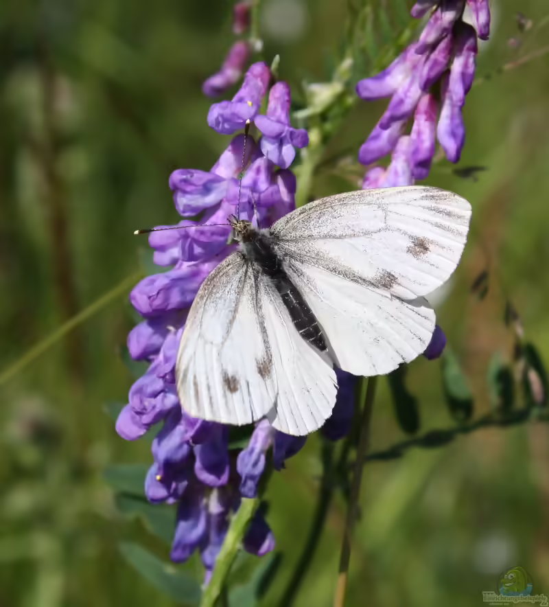 Rapsweißling: Pieris napi im Garten (Einrichtungsbeispiele mit Pieris napi)