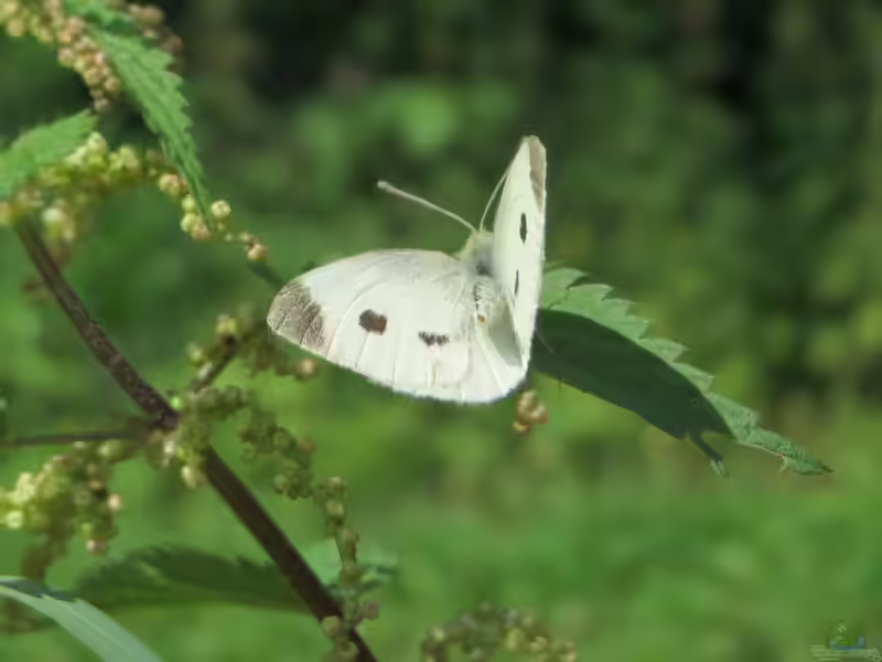 Pieris rapae im Garten (Einrichtungsbeispiele mit Kleiner Kohlweißling)
