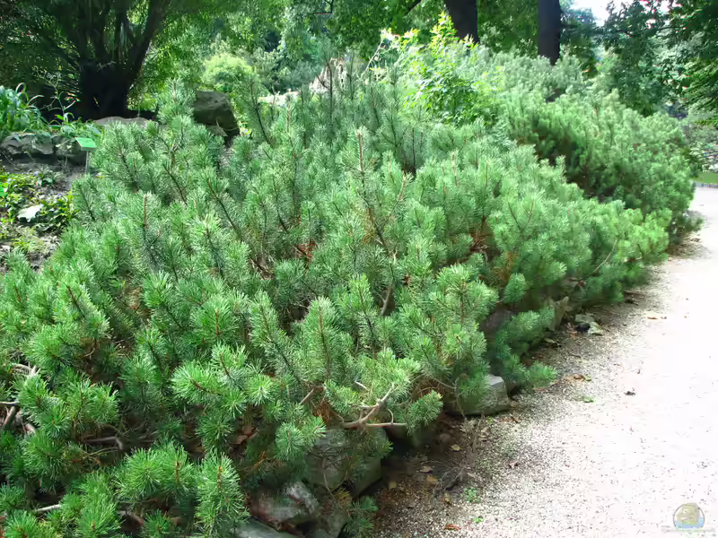 Pinus mugo var. pumilio im Garten pflanzen (Einrichtungsbeispiele mit Zwergkiefer)