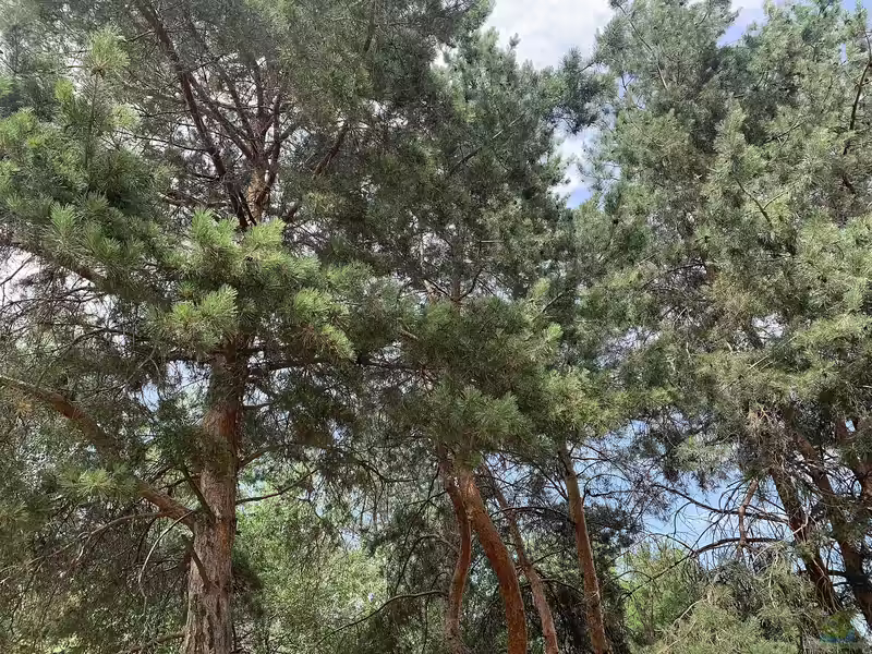 Pinus sylvestris im Garten pflanzen (Einrichtungsbeispiele mit Gewöhnliche Kiefer)