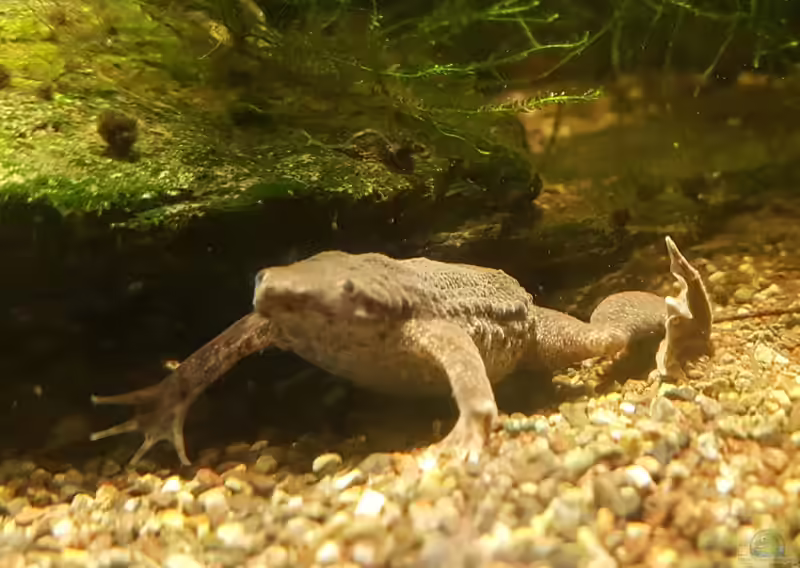 Pipa parva im Aquarium halten (Einrichtungsbeispiele mit Zwergwabenkröte)