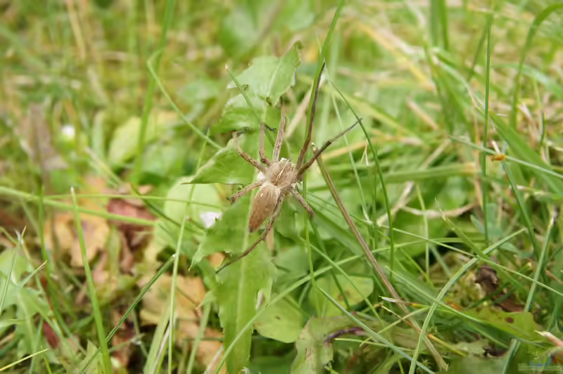 Pisaura mirabilis im Garten (Einrichtungsbeispiele mit Listspinne)
