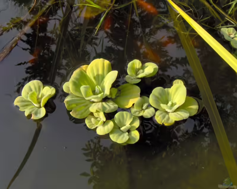 Pistia stratiotes im Aquarium pflegen (Einrichtungsbeispiele mit Muschelblumen)