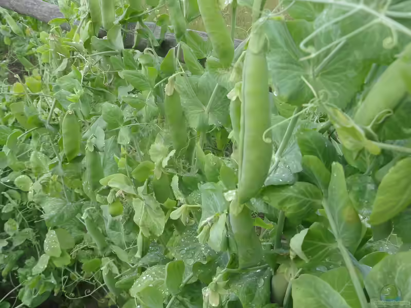 Pisum sativum im Garten pflanzen (Einrichtungsbeispiele mit Gartenerbse)
