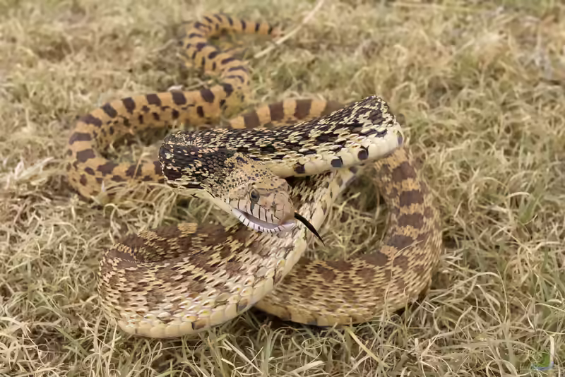 Pituophis catenifer im Terrarium halten (Einrichtungsbeispiele mit Gophernatter)