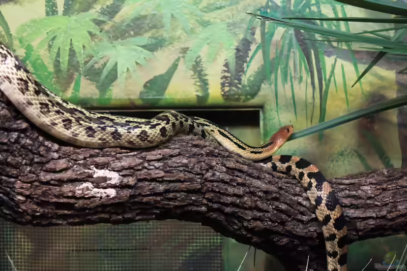 Pituophis deppei im Terrarium halten (Einrichtungsbeispiele mit Mexikanische Kiefernnatter)