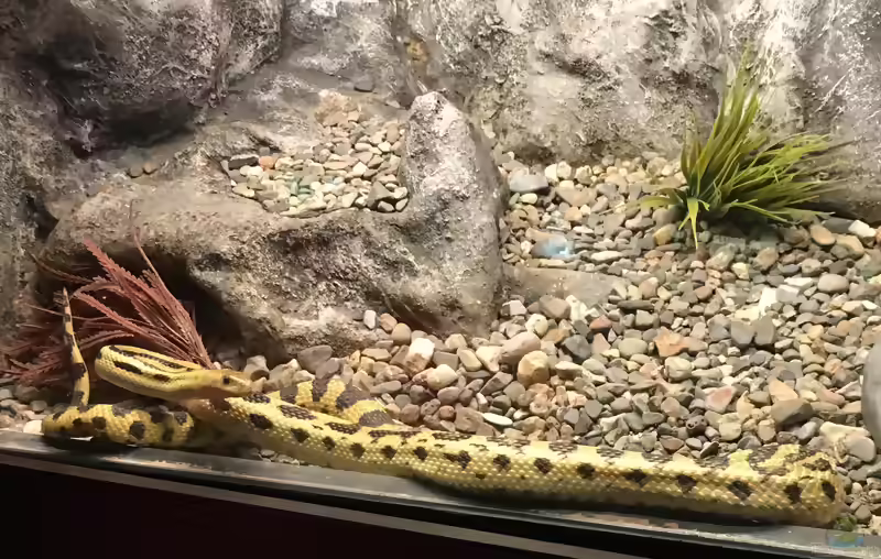 Pituophis lineaticollis im Terrarium halten (Einrichtungsbeispiele mit Mittelamerikanische Gophernatter)