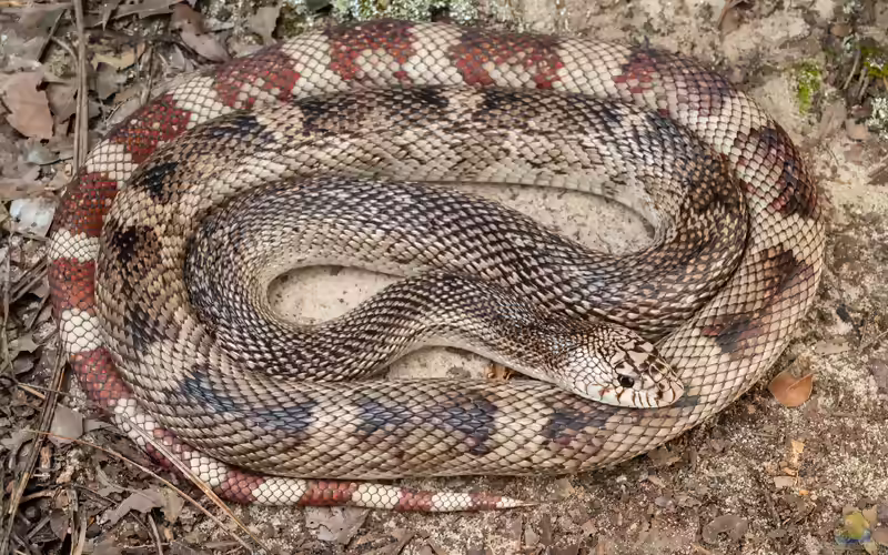 Pituophis melanoleucus im Terrarium halten (Einrichtungsbeispiele mit Kiefernnatter)