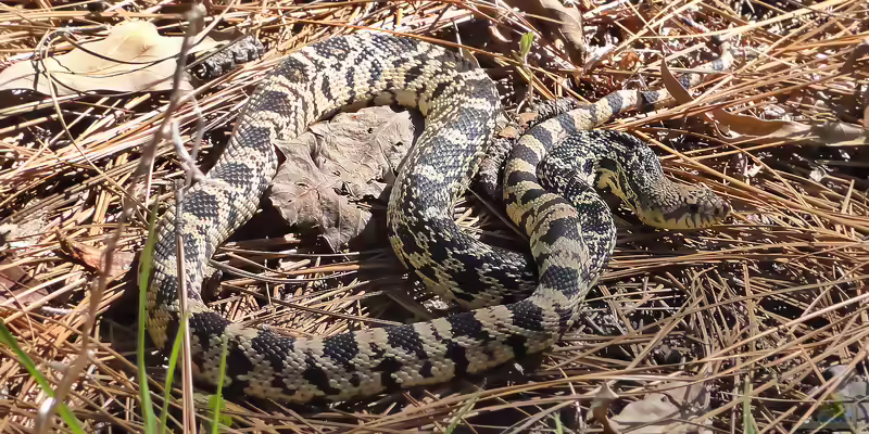 Pituophis ruthveni im Terrarium halten (Einrichtungsbeispiele mit Louisiana-Kiefernschlange)