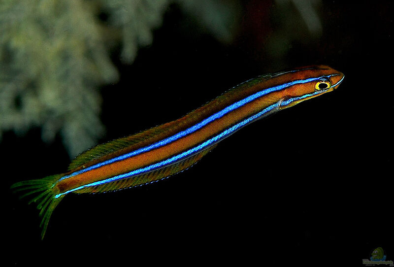 Plagiotremus rhinorhynchos im Aquarium halten (Einrichtungsbeispiele für Blaustreifen Blenny)