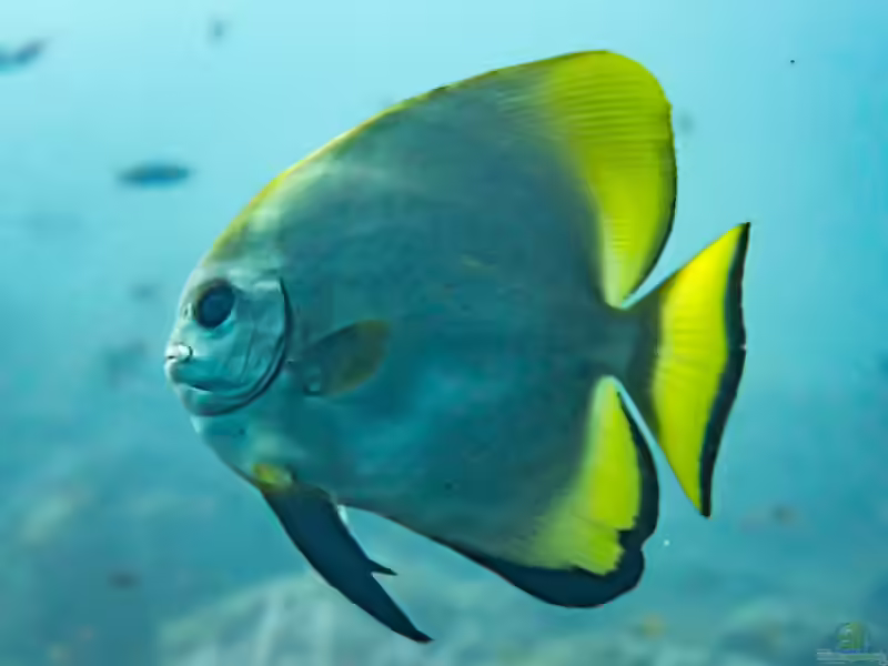 Platax boersii im Aquarium halten (Einrichtungsbeispiele für Goldener Fledermausfisch)