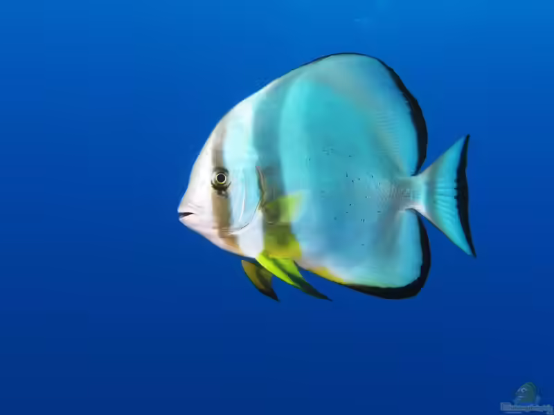 Platax teira im Aquarium halten (Einrichtungsbeispiele für Langflossen-Fledermausfisch)