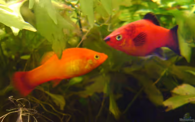 Xiphophorus maculatus im Aquarium halten (Einrichtungsbeispiele für Platys)