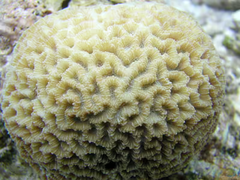 Platygyra pini im Aquarium halten (Einrichtungsbeispiele für Großpolypige Steinkoralle)