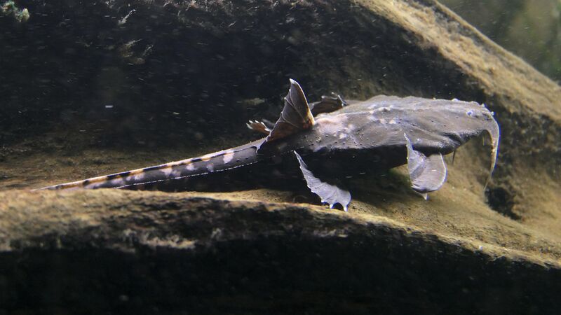 Platystacus cotylephorus im Aquarium halten (Einrichtungsbeispiele für Peitschenwels)