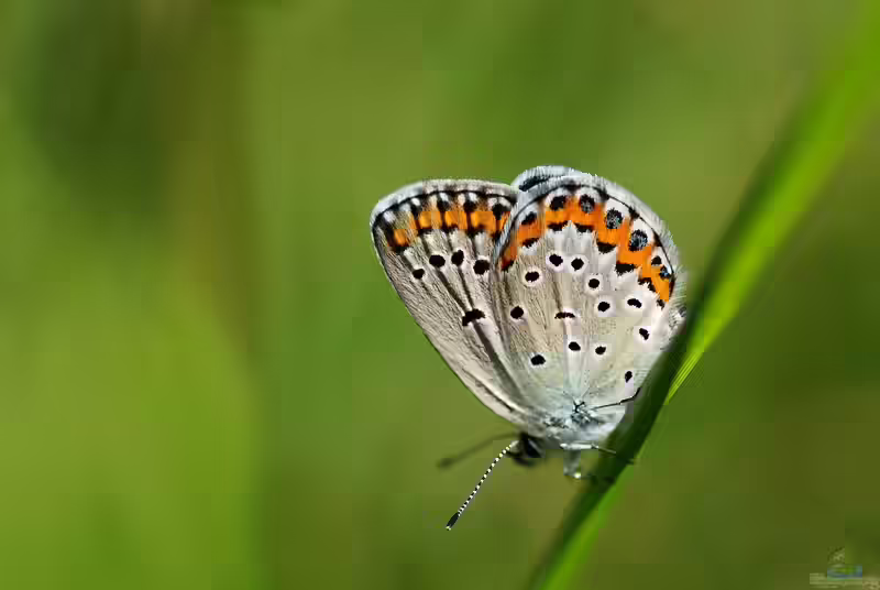 Kronwicken-Bläuling: Plebeius argyrognomon im Garten (Einrichtungsbeispiele mit Plebeius argyrognomon)