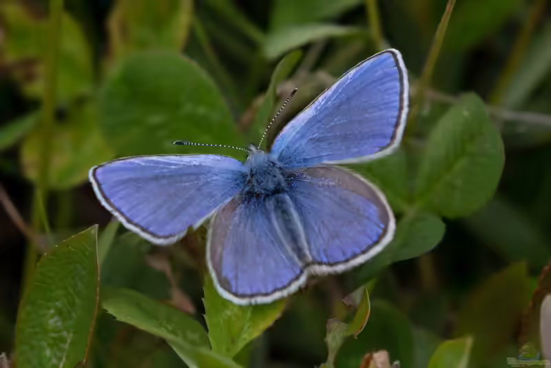 Heller Alpenbläuling im Garten (Einrichtungsbeispiele mit Plebeius orbitulus)