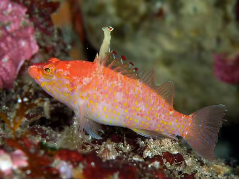 Plectranthias altipinnatus im Aquarium halten (Einrichtungsbeispiele für Fahnenbarsch)