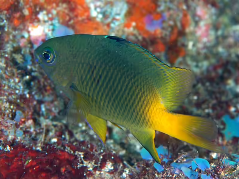 Plectroglyphidodon altus im Aquarium halten (Einrichtungsbeispiele mit Japanischer Riffbarsch)