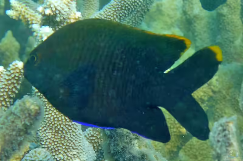Plectroglyphidodon apicalis im Aquarium halten (Einrichtungsbeispiele mit Gelbspitzen-Riffbarsch)