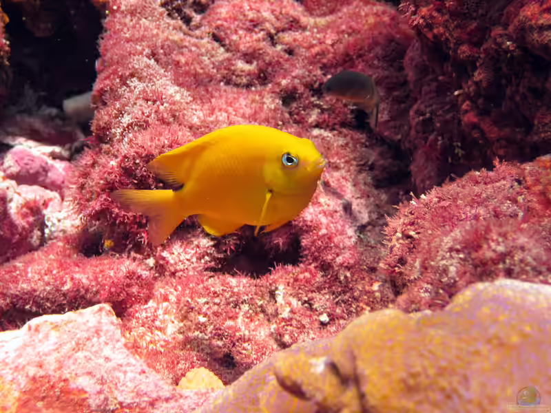 Plectroglyphidodon aureus im Aquarium halten (Einrichtungsbeispiele mit Goldener Riffbarsch)
