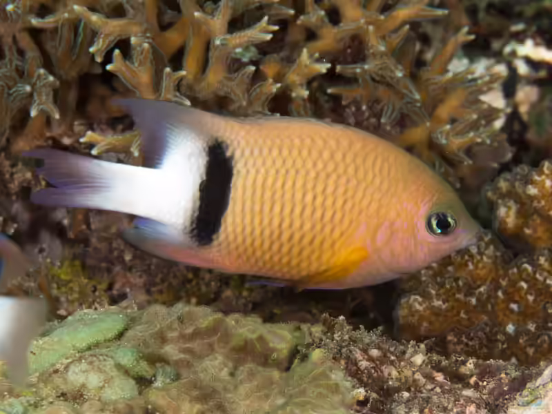 Plectroglyphidodon dickii im Aquarium halten (Einrichtungsbeispiele mit Schwarzband-Riffbarsch)