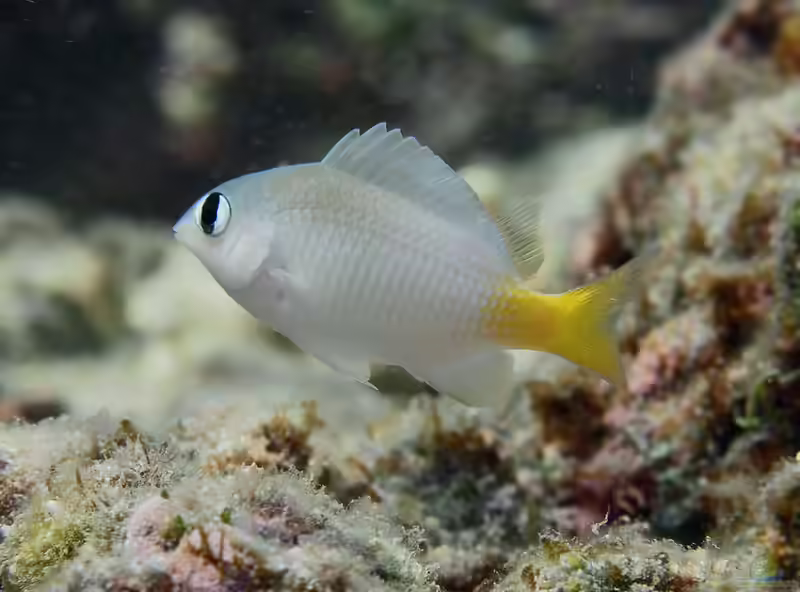 Plectroglyphidodon imparipennis im Aquarium halten (Einrichtungsbeispiele mit Hellaugen-Riffbarsch)