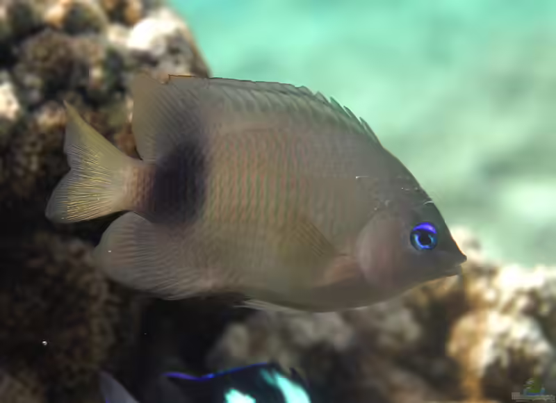 Plectroglyphidodon johnstonianus im Aquarium halten (Einrichtungsbeispiele mit Johnstone-Island-Riffbarsch)