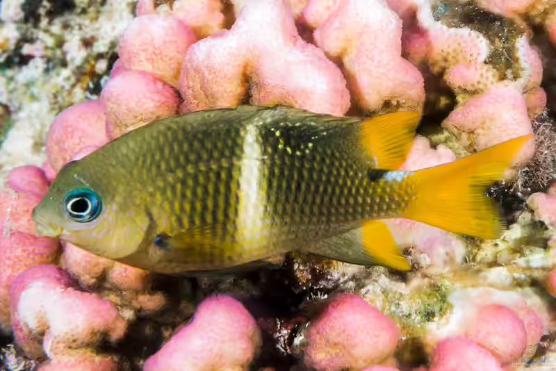 Plectroglyphidodon leucozonus im Aquarium halten (Einrichtungsbeispiele mit Weißband-Riffbarsch)