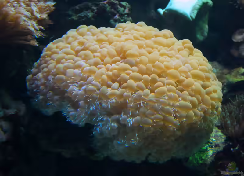 Plerogyra sinuosa im Aquarium halten (Einrichtungsbeispiele für Großpolypige Steinkoralle)