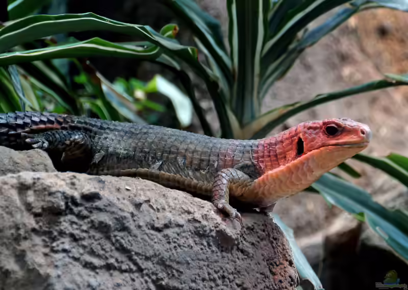 Plestiodon laticeps im Terrarium halten (Einrichtungsbeispiele mit Breitkopfskink)