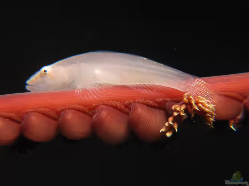 Pleurosicya boldinghi im Aquarium halten (Einrichtungsbeispiele für Gespenster Weichkorallengrundel)