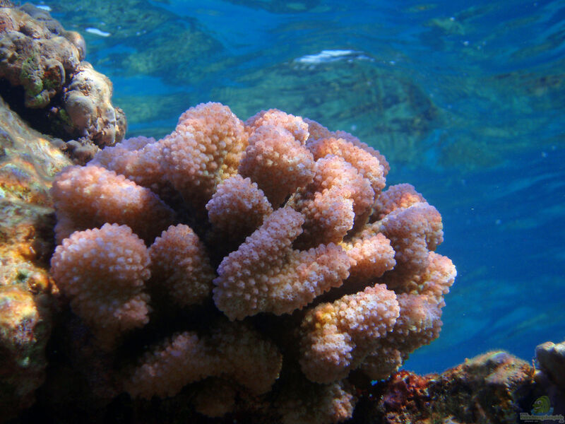 Pocillopora ankeli im Aquarium halten (Einrichtungsbeispiele für Kleinpolypige Steinkoralle)  - Pocillopora-ankeli-slnkaquarium