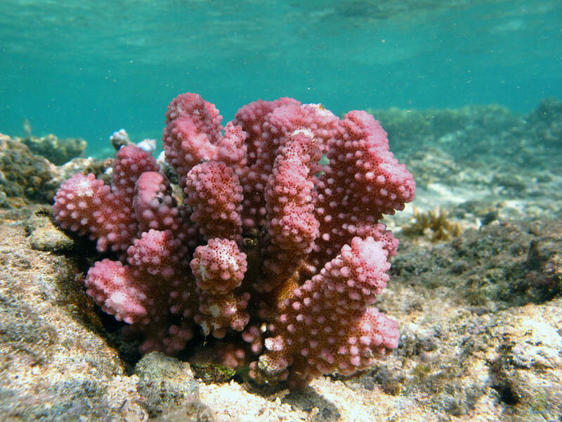 Pocillopora verrucosa im Aquarium halten (Einrichtungsbeispiele für Pfötchenkoralle)  - Pocillopora-verrucosaaquarium
