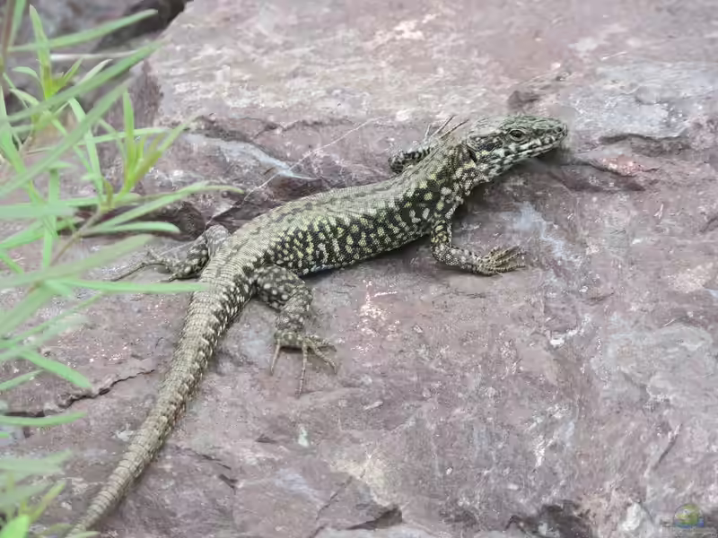 Podarcis muralis im Terrarium halten (Einrichtungsbeispiele mit Mauereidechse)