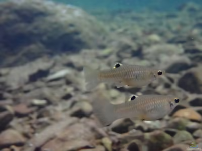 Poecilia caucana: Cauca Molly im Aquarium halten (Einrichtungsbeispiele mit Poecilia caucana)