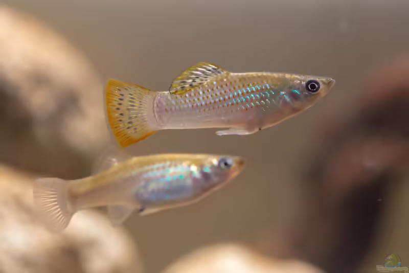 Poecilia mexicana: Atlantikkärpfling im Aquarium halten (Einrichtungsbeispiele mit Poecilia mexicana)