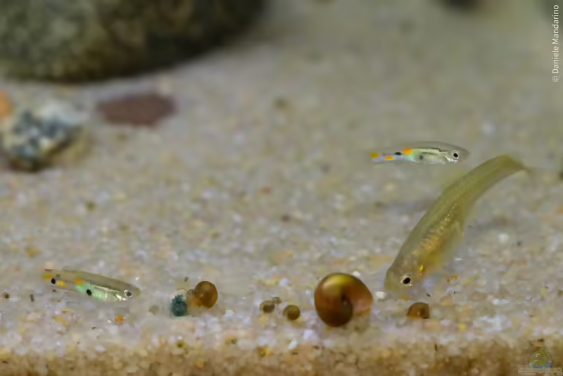Poecilia obscura: Oropuche-Guppy im Aquarium halten (Einrichtungsbeispiele mit Poecilia obscura)