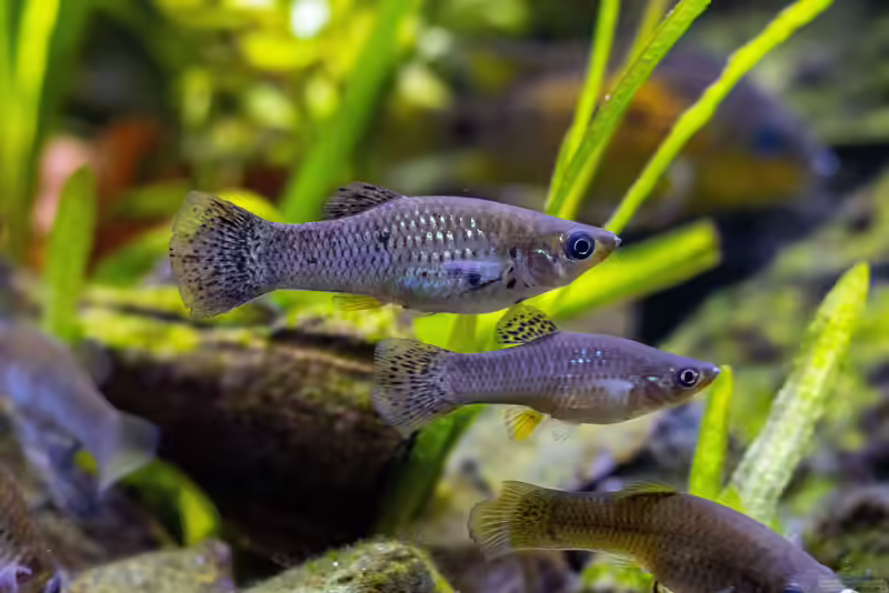 Poecilia sphenops im Aquarium halten (Einrichtungsbeispiele mit Spitzmaulkärpflingen)