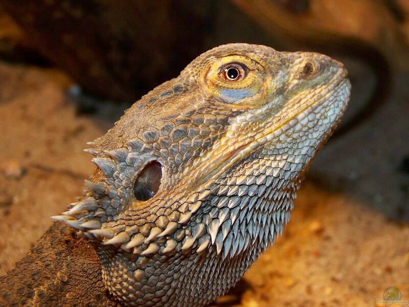 Streifenköpfige Bartagame im Terrarium halten (Einrichtungsbeispiele für Pogona vitticeps)