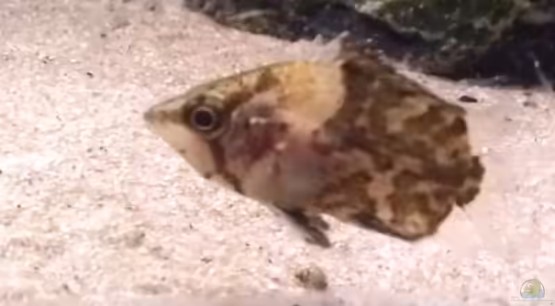 Polycentropsis abbreviata im Aquarium halten (Einrichtungsbeispiele mit Afrikanischer Vielstachler)