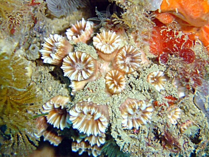 Polycyathus muellerae im Aquarium halten (Einrichtungsbeispiele für Großpolypige Steinkoralle)  - Polycyathus-muelleraeaquarium