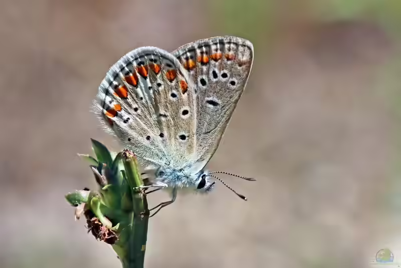 Kleiner Esparsetten-Bläuling im Garten (Einrichtungsbeispiele mit Polyommatus thersites)