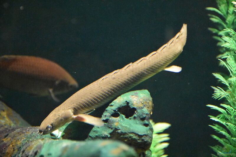 Polypterus bichir im Aquarium halten (Einrichtungsbeispiele für Nil-Flösselhecht)  - Polypterus-bichiraquarium