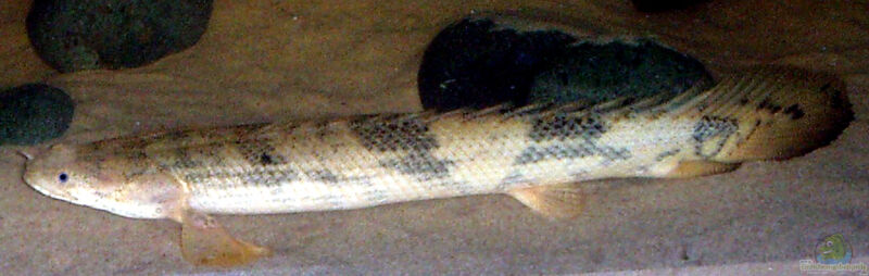 Polypterus endlicherii im Aquarium halten (Einrichtungsbeispiele für Endlichers Flösselhecht) Polypterus endlicherii im Aquarium halten (Einrichtungsbeispiele für Endlichers Flösselhecht)