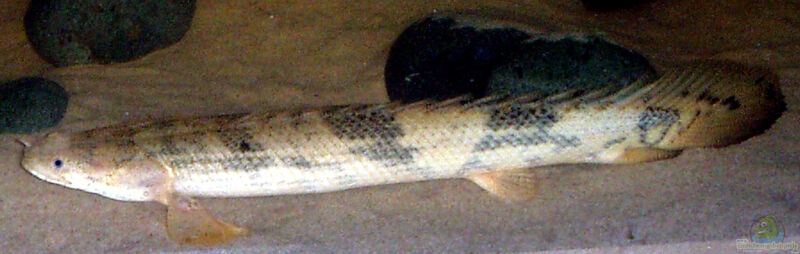 Polypterus endlicherii im Aquarium halten (Einrichtungsbeispiele für Endlichers Flösselhecht)