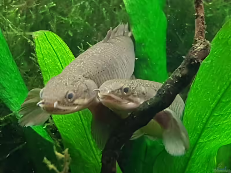 Polypterus: Urtümliche Flösselhechte im Aquarium (Einrichtungsbeispiele mit Polypterus-Arten)