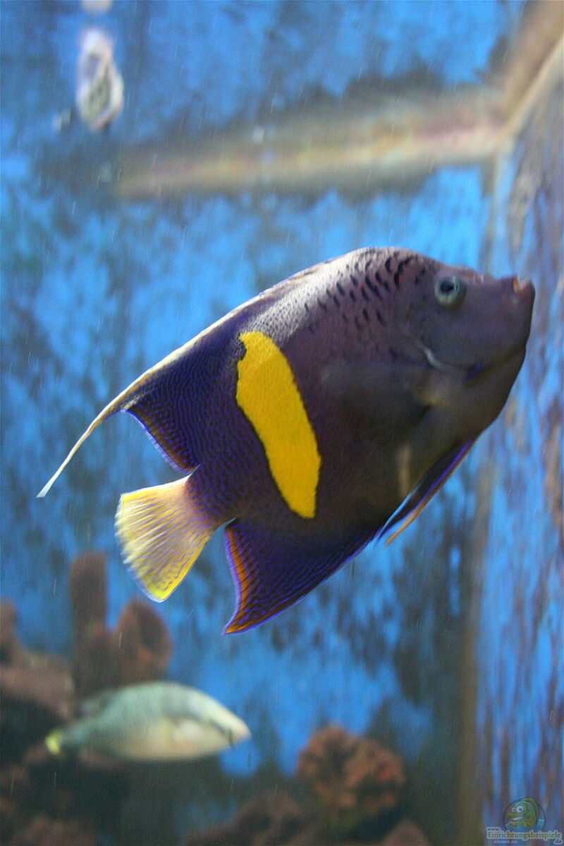 Pomacanthus asfur im Aquarium halten (Einrichtungsbeispiele für Halbmond-Kaiserfisch)  - Pomacanthus-asfur-slnkaquarium