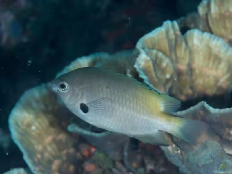 Pomacentrus alexanderae im Aquarium halten (Einrichtungsbeispiele mit Alexanders Riffbarsch)