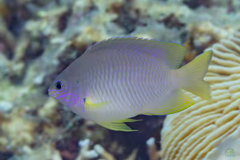 Pomacentrus amboinensis im Aquarium halten (Einrichtungsbeispiele mit Ambon-Demoiselle)